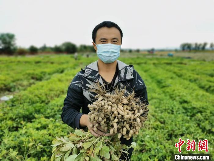 新疆棉花花生高效輪作種植技術示范成功