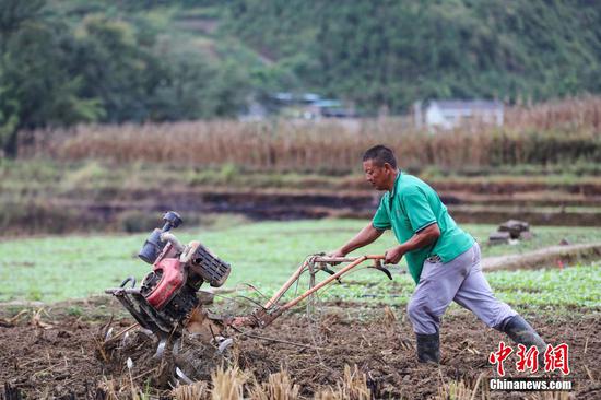 10月9日，农户在绥阳县风华镇油菜高产示范田犁地。 瞿宏伦 摄