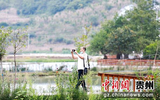 游客在大方县黄泥塘化联社区拉荒田园游玩拍照。周训贵 摄