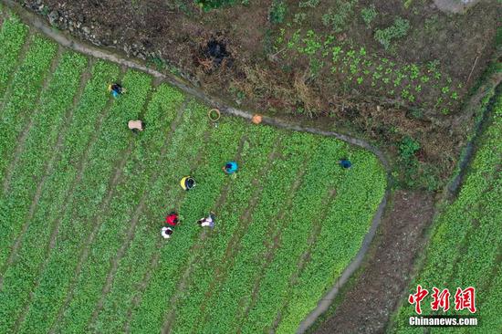 10月9日，航拍农户在绥阳县风华镇油菜高产示范田移栽油菜苗。 瞿宏伦 摄