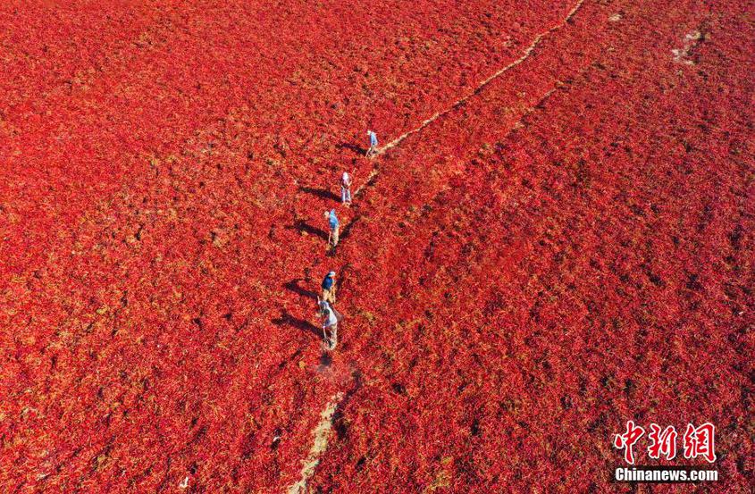 金秋十月，新疆的辣椒正处于采收旺期。10月9日，航拍新疆兵团铁门关市焉耆垦区的20余万亩辣椒晒场，种植户正在对收获的辣椒集中晾晒、分拣、装袋。火红的辣椒铺满了整个晾晒场，在一望无际的金秋田野上显得十分耀眼，宛如一片红色“海洋”，就像铺在大地上的红地毯。 白克斌 摄