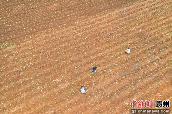 10月9日，贵州省黔西市洪水镇新桥村，农民在大田里移栽油菜苗（无人机照片）。
