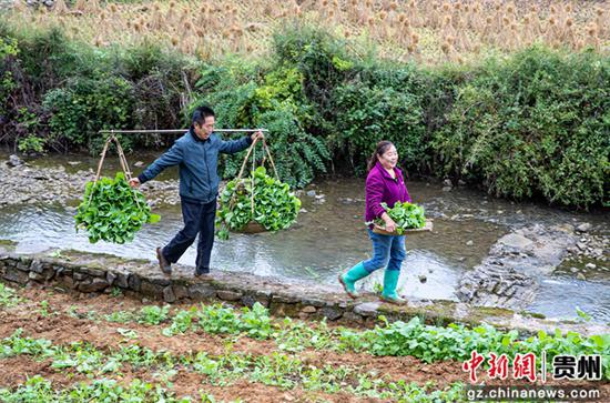 10月9日，贵州省黔西市洪水镇解放村，农民挑运油菜苗准备大田移栽。
