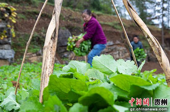 10月9日，贵州省黔西市洪水镇解放村，农民起油菜苗准备大田移栽。