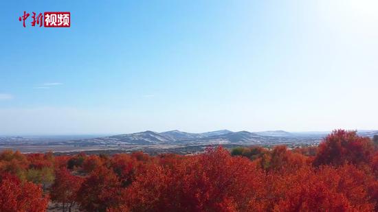 新疆哈巴河县：深秋已至 红叶正红