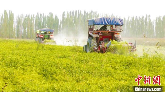 金秋时节，新疆阿克苏地区3.82万亩花生进入“丰收季”。　张勇　摄
