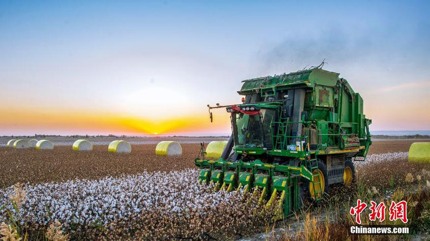 连日来，新疆克拉玛依市种植的棉花进入采收高峰期，田间地头呈现出一片忙碌的景象。2022年，新疆克拉玛依市棉花种植面积为24.5万亩，预计总产量将达近10万吨。闵勇 摄