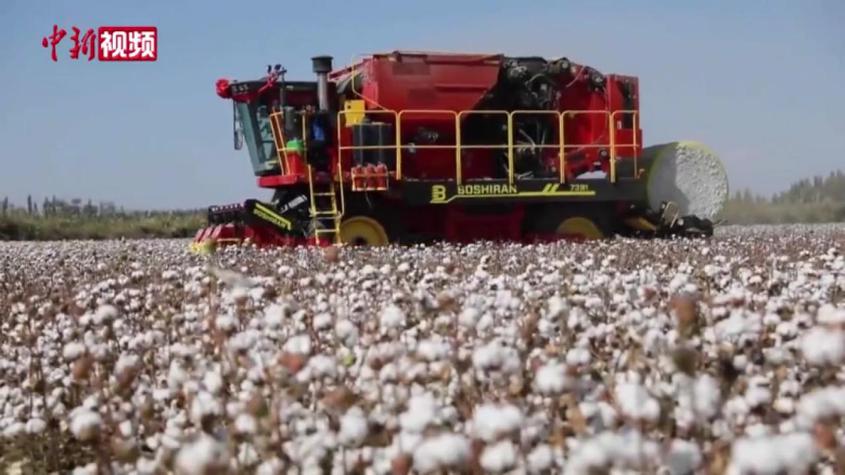 新疆棉花迎采收季 機械采摘“一條龍”完成