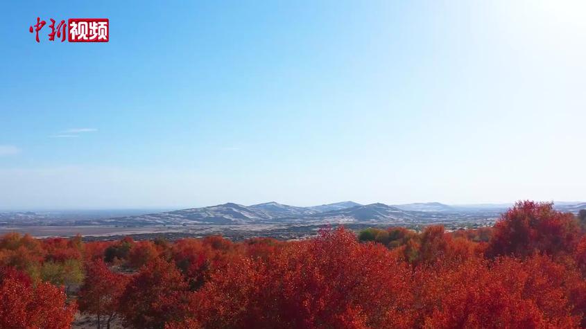 新疆哈巴河縣：深秋已至 紅葉正紅