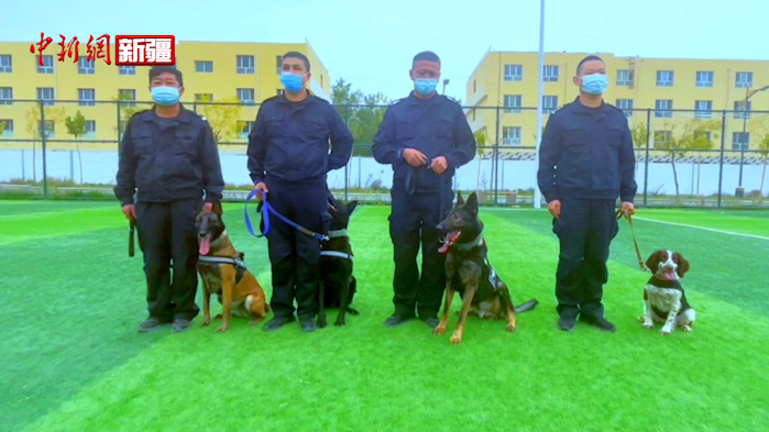 新疆乌什公安开展警犬“练兵”集训