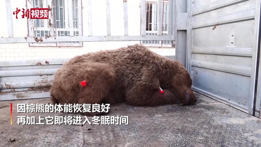 新疆拜城：受傷棕熊被放歸天山