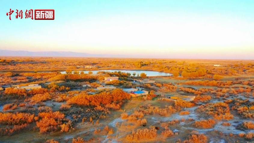 新疆額爾齊斯河秋景 絢麗多彩 宛如畫卷