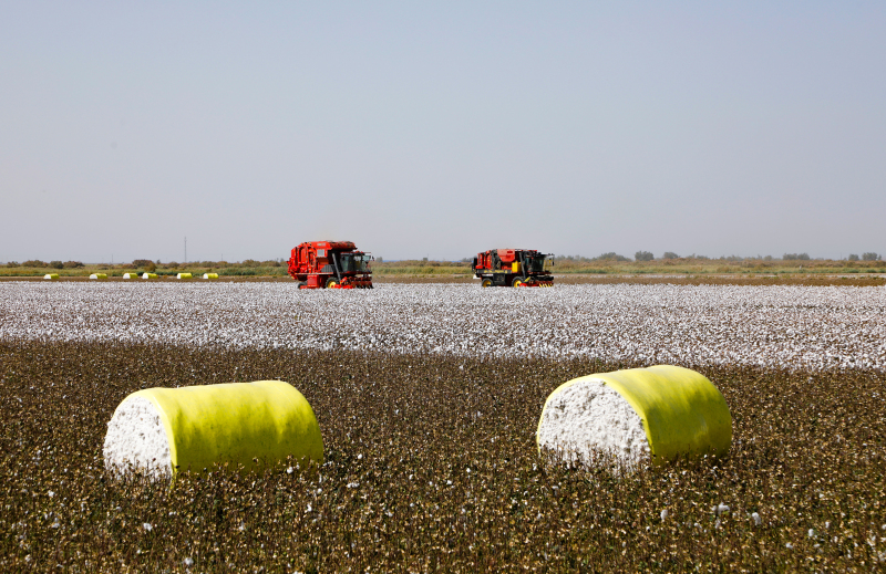 新疆尉犁县逾100万亩棉花开始采收