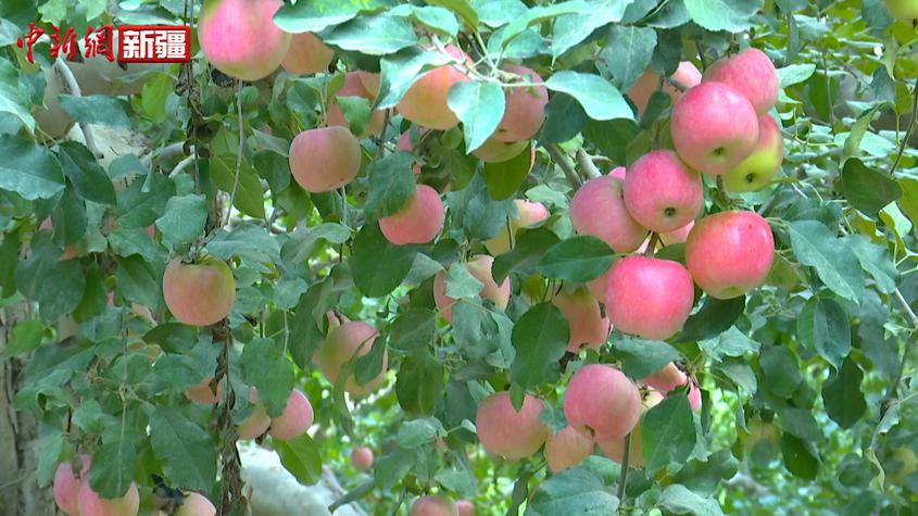新疆莎車千畝蘋果成熟 農民喜迎豐收