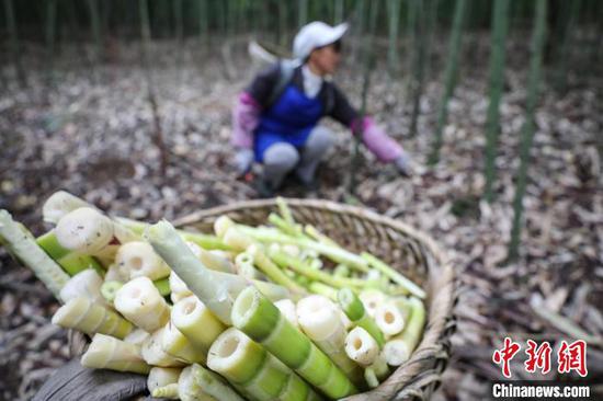 10月12日，贵州桐梓，农户在楚米镇高山村采摘的方竹笋。　瞿宏伦 摄