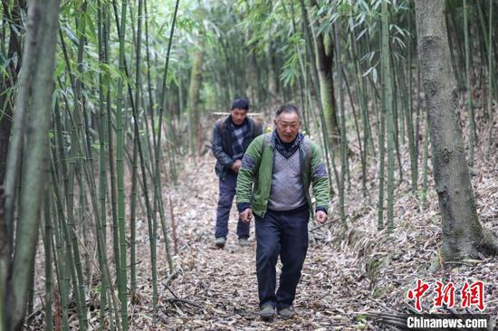 10月12日，贵州桐梓，农户在楚米镇高山村转运采摘的方竹笋。　瞿宏伦 摄