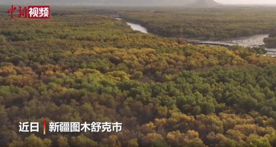 新疆南部百万亩天然胡杨迎来“黄金季”