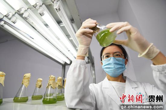 10月12日，在贵阳市南明智能制造产业园贵州中铭生物科技有限公司中心实验室，技术人员正在对育种阶段的藻细胞进行定期摇瓶。