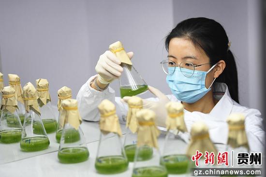 10月12日，在贵阳市南明智能制造产业园贵州中铭生物科技有限公司中心实验室，技术人员正在对育种阶段的藻细胞进行定期摇瓶。