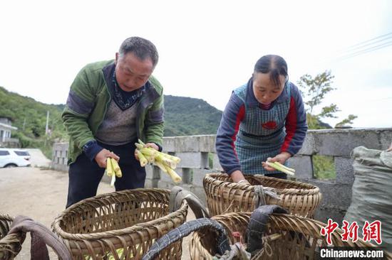 10月12日，贵州桐梓，农户在楚米镇高山村整理采摘的方竹笋。　瞿宏伦　摄
