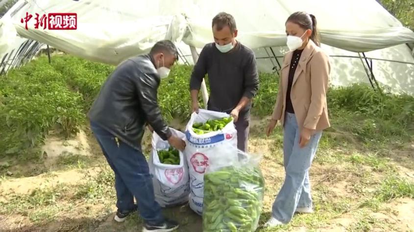 新疆葉城縣菜農：四季都有蔬菜賣