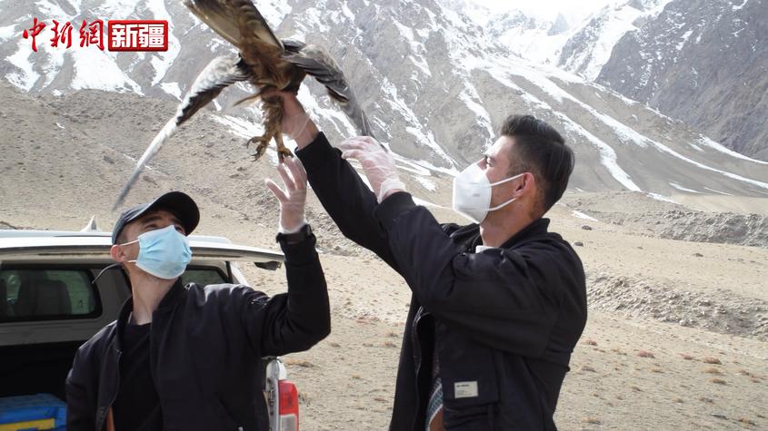 新疆塔县救助放归国家二级保护动物草原鹰