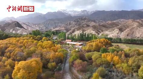 新疆拜城：秋風送斑斕 滿目皆金黃