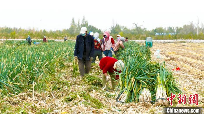 保市民“菜籃子” 新疆昌吉市逾7000畝冬儲菜陸續上市
