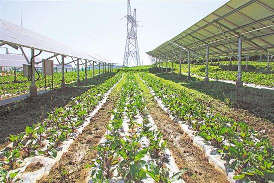 威宁新能源公司仙水窝农业光伏电站种植的红油菜薹。 代波 摄  贵州省能源局 供图