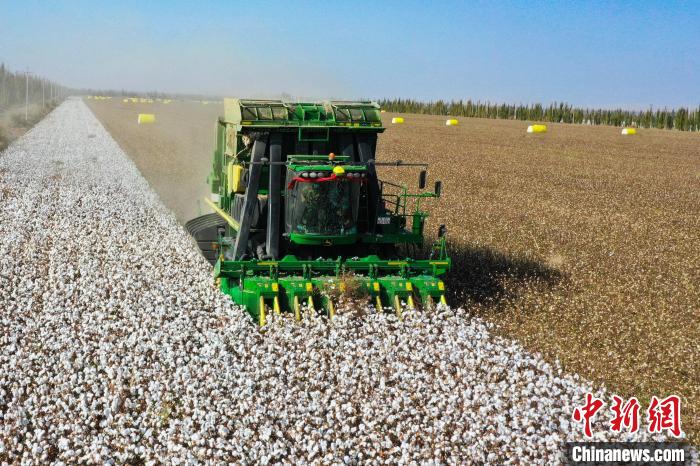湖县博斯腾湖乡库代力克村棉田里，一辆采棉机正开足马力采收棉花。　年磊　摄