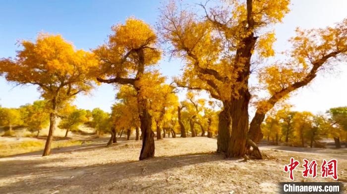 新疆巴州境内有胡杨400余万亩。　王汉冰　摄