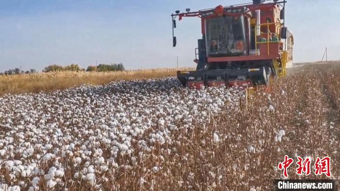 新疆烏蘇市182萬畝棉田采收過半 國產采棉機占七成以上
