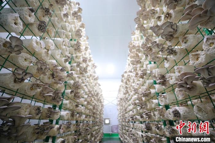新疆托克遜縣：工廠化蘑菇種植豐富老百姓餐桌（圖）