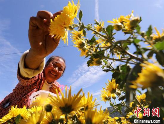 贵州省剑河县南寨镇懂达村菊花种植基地里，村民在采收金丝皇菊。　杨家孟 　摄