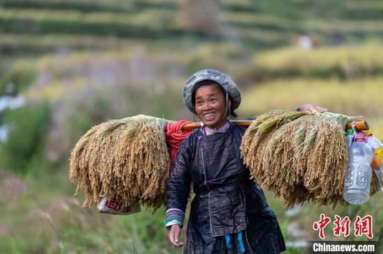 贵州从江县高增乡占里侗寨村民在搬运香禾糯稻谷。吴德军　摄