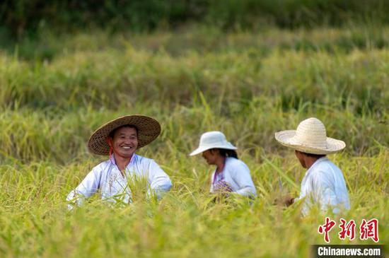 贵州从江县高增乡占里侗寨村民在收割香禾糯稻谷。吴德军　摄