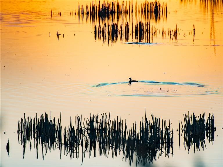 湿地水潺潺 候鸟鸣啾啾
