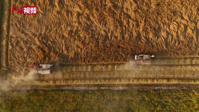 新疆南部八千余亩水稻开启机械化采收