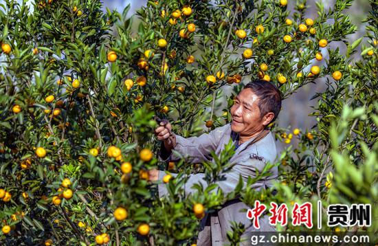 贵州黔西：桔子迎来丰收季