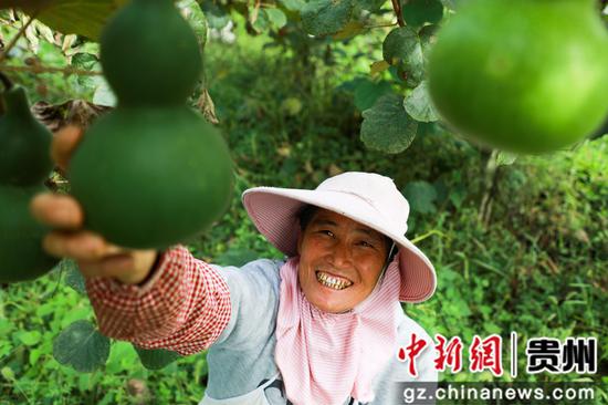 贵州大方：特色订单种植 百亩葫芦产销两旺
