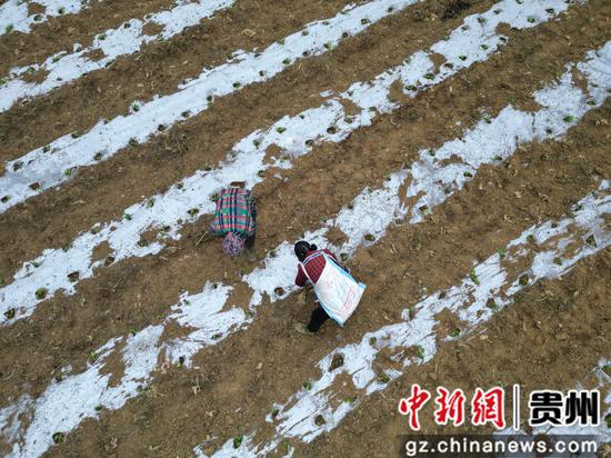 贵州织金：高山冷凉蔬菜拓宽农户致富路