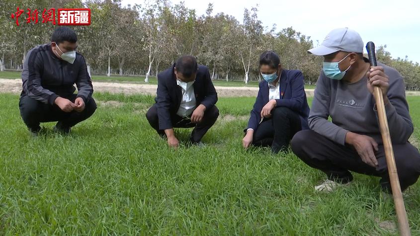 新疆叶城：农技人员“把脉问诊” 确保小麦增产增收