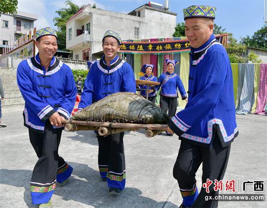 10月23日，为了庆祝丰收，德保县足荣镇足荣村村民包了99斤的大粽王。陈仁宝  摄