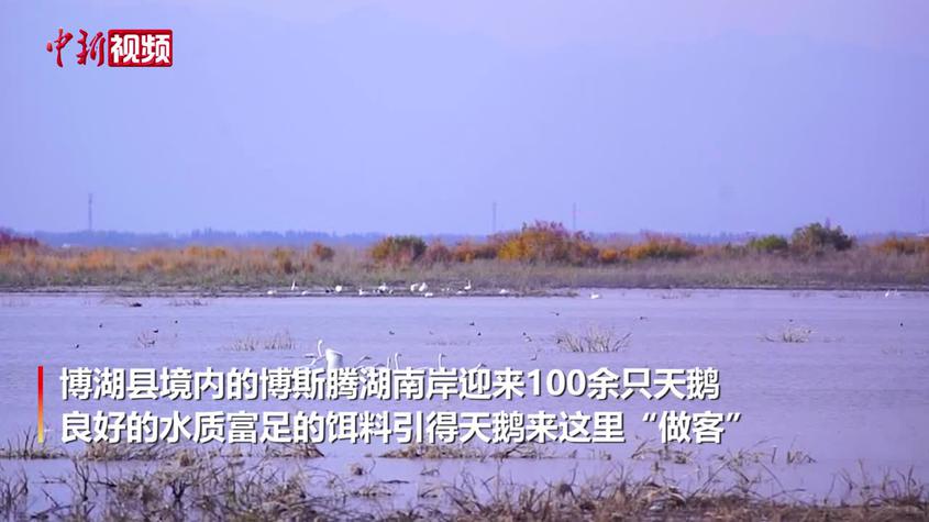 中國最大內陸淡水湖上演“天鵝舞”