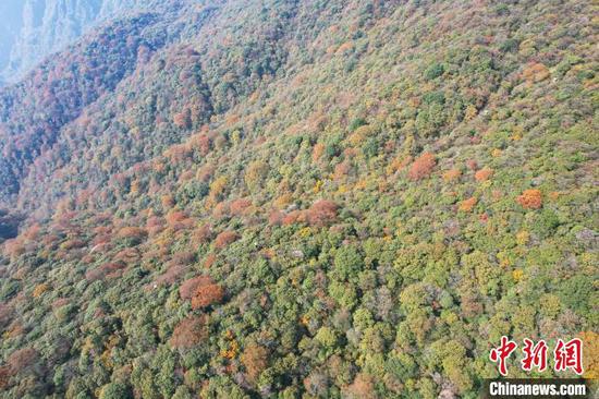 图为世界自然遗产地梵净山的深秋美景。　李鹤 摄