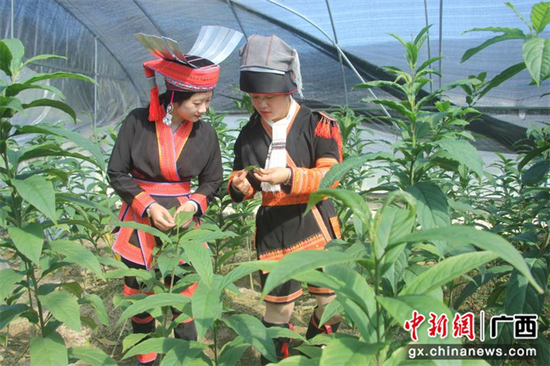 金秀全县中草药种植面积达17万亩。金秀县粤桂协作办供图