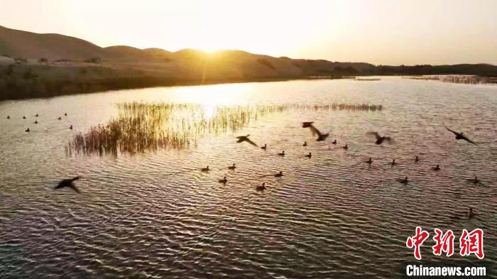 新疆尉犁县罗布淖尔国家湿地公园候鸟成群