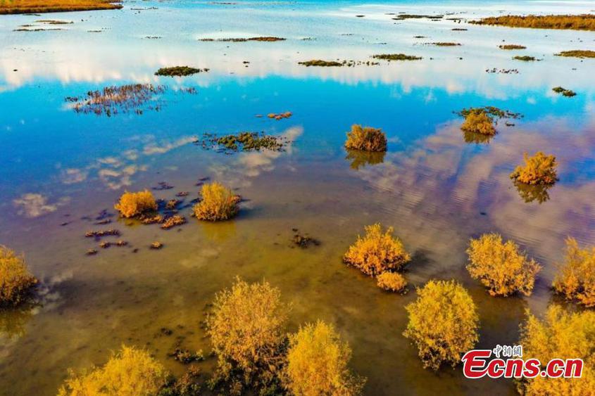 A wetland in Hutubi County, Changji Hui Autonomous Prefecture, northwest China’s Xinjiang Uyghur Autonomous Region. Grass, lakes, and birds coexist in the wetland, presenting an oil painting-like scenery. (Photo: China News Service/Tao Weiming)