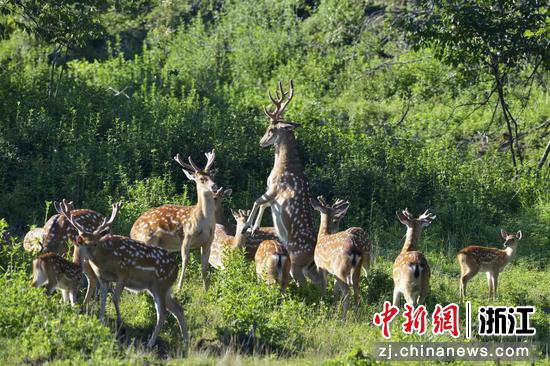 杭州水环境质量不断提升。 陈爱民 供图