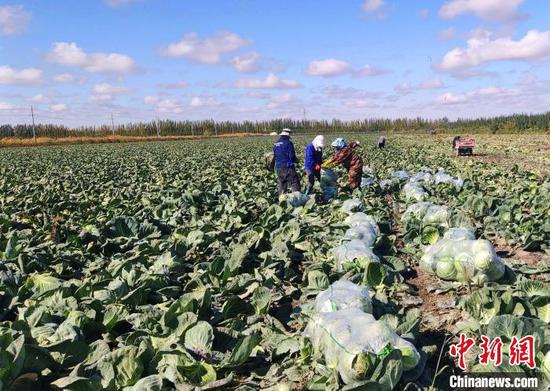 眼下，新疆南部正值秋延后蔬菜上市季节。　孙立秋 摄